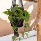 Copy of The Macrame Plant Hanger - Black - L 