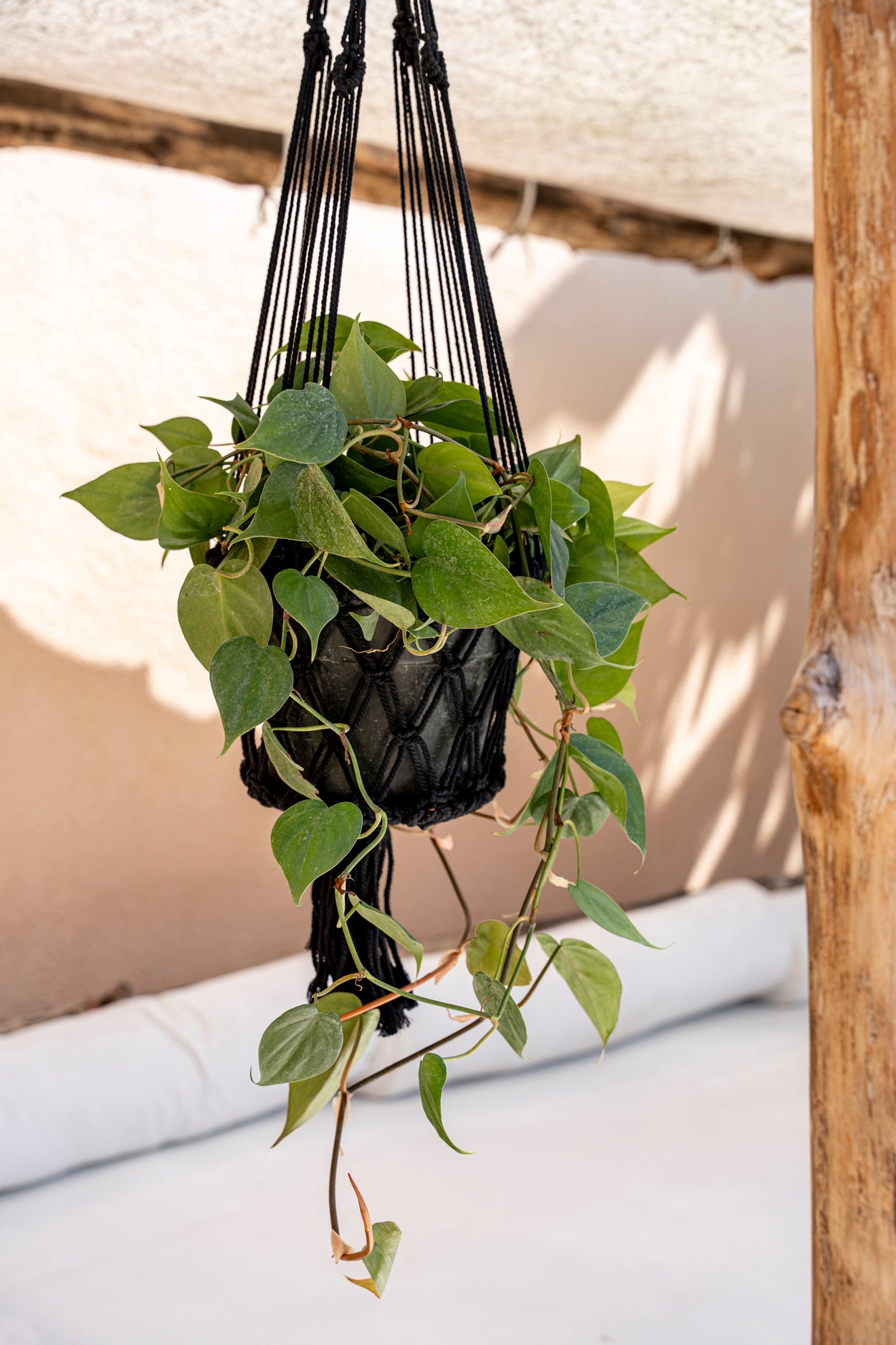 Copy of The Macrame Plant Hanger - Black - L 