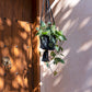 Copy of The Macrame Plant Hanger - Black - L 