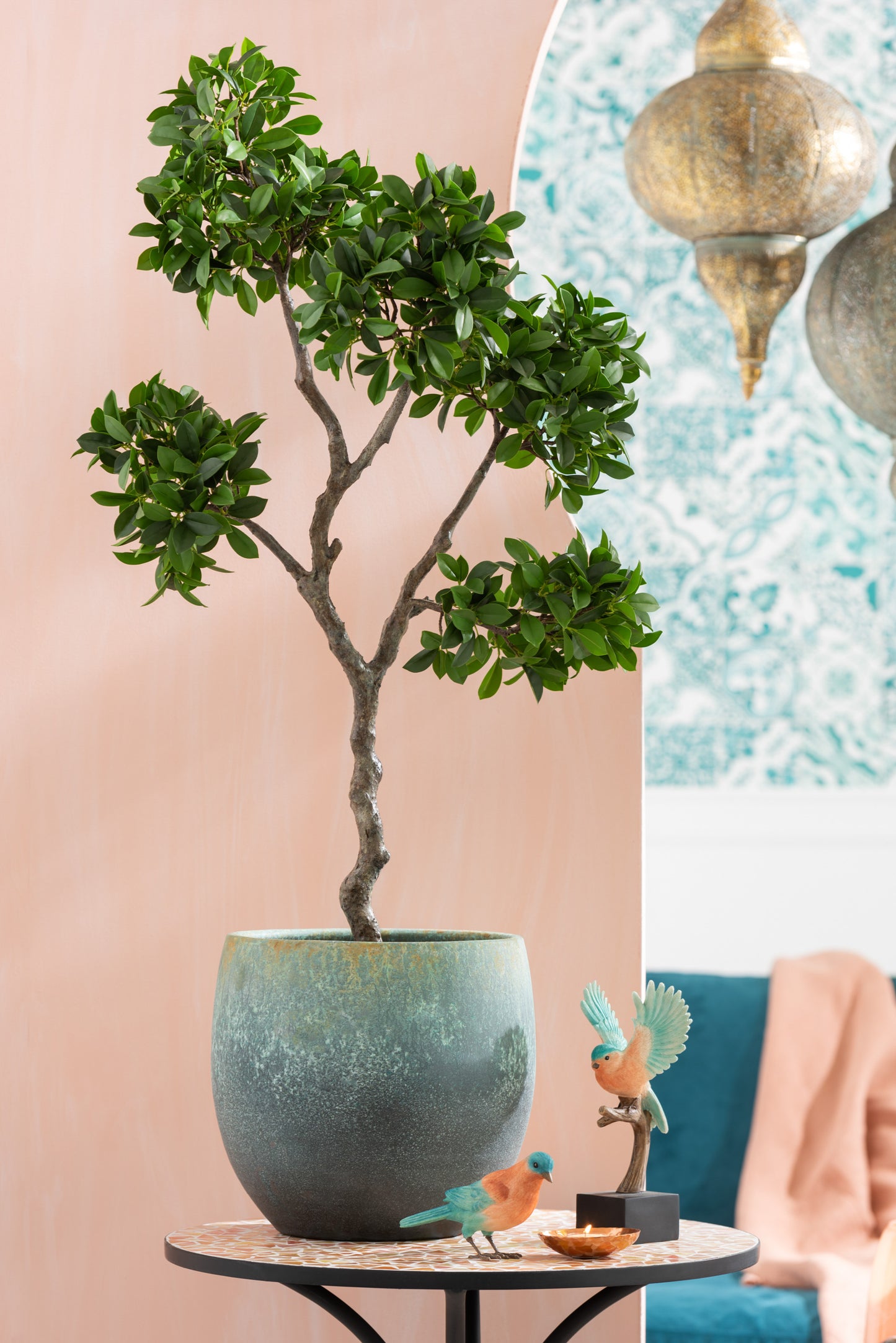 Figuier Ficus japonais en pot plastique vert/noir grand 