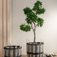 Japanese Fig Ficus Tree In Pot Plastic Green/Black Large