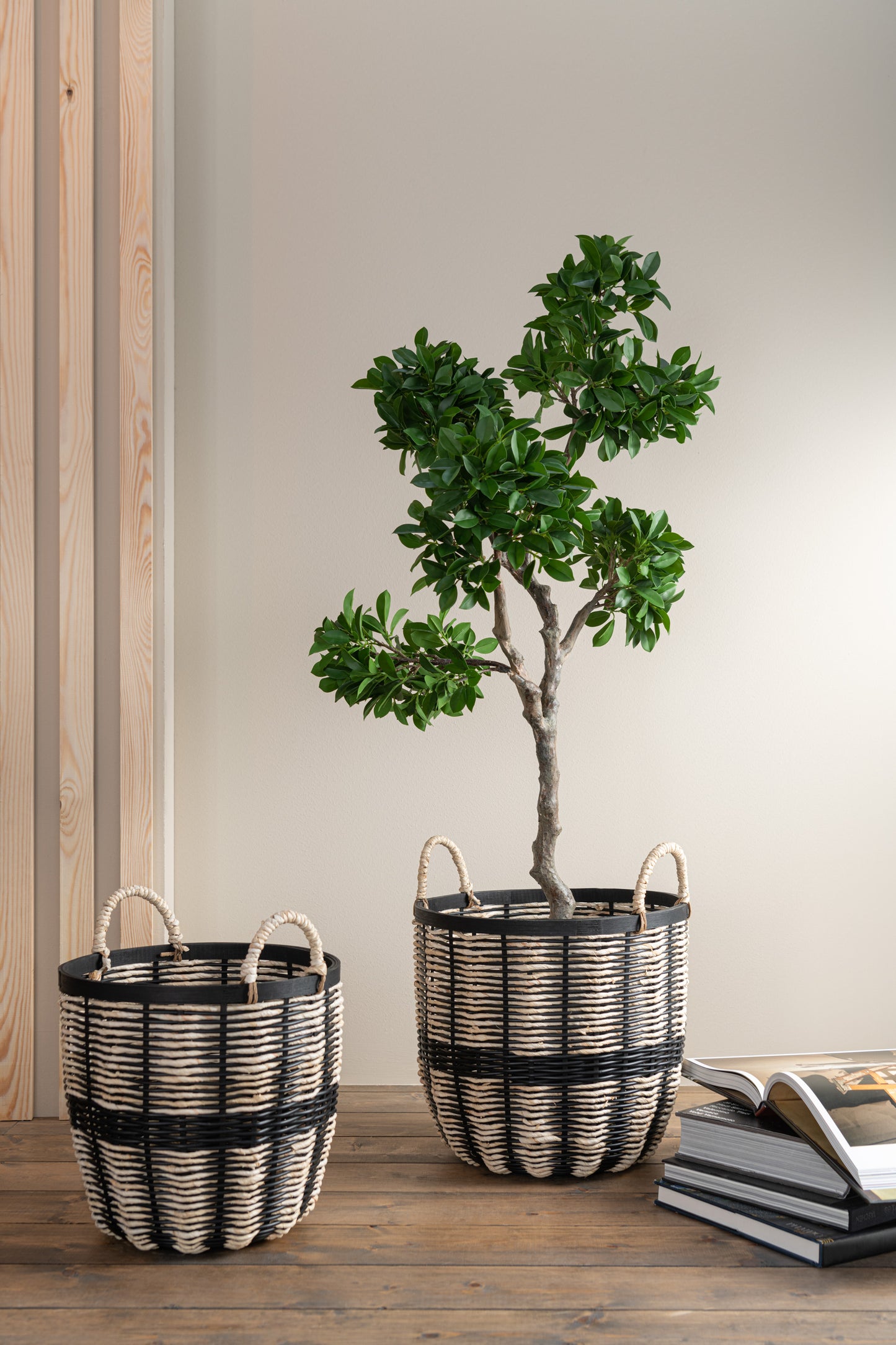 Figuier Ficus japonais en pot plastique vert/noir grand 