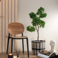 Figuier Ficus japonais en pot plastique vert/noir grand 