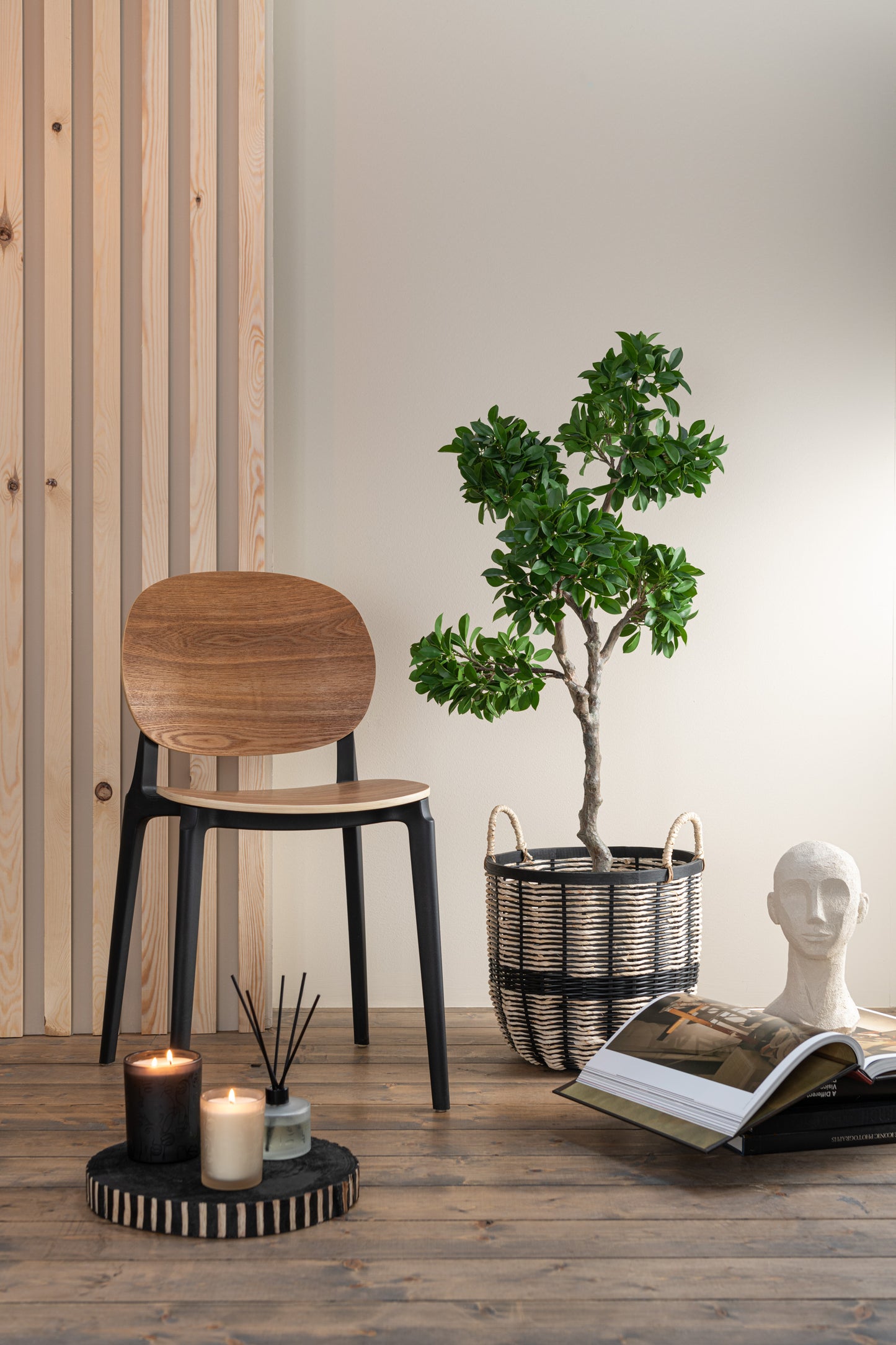 Figuier Ficus japonais en pot plastique vert/noir grand 