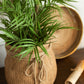 Mountain Palm In Pot Plastic Green/Black Small 