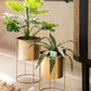 Philodendron En Pot Plastique Vert Petit 