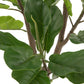 Violet Leaf Plant Plastic Green 