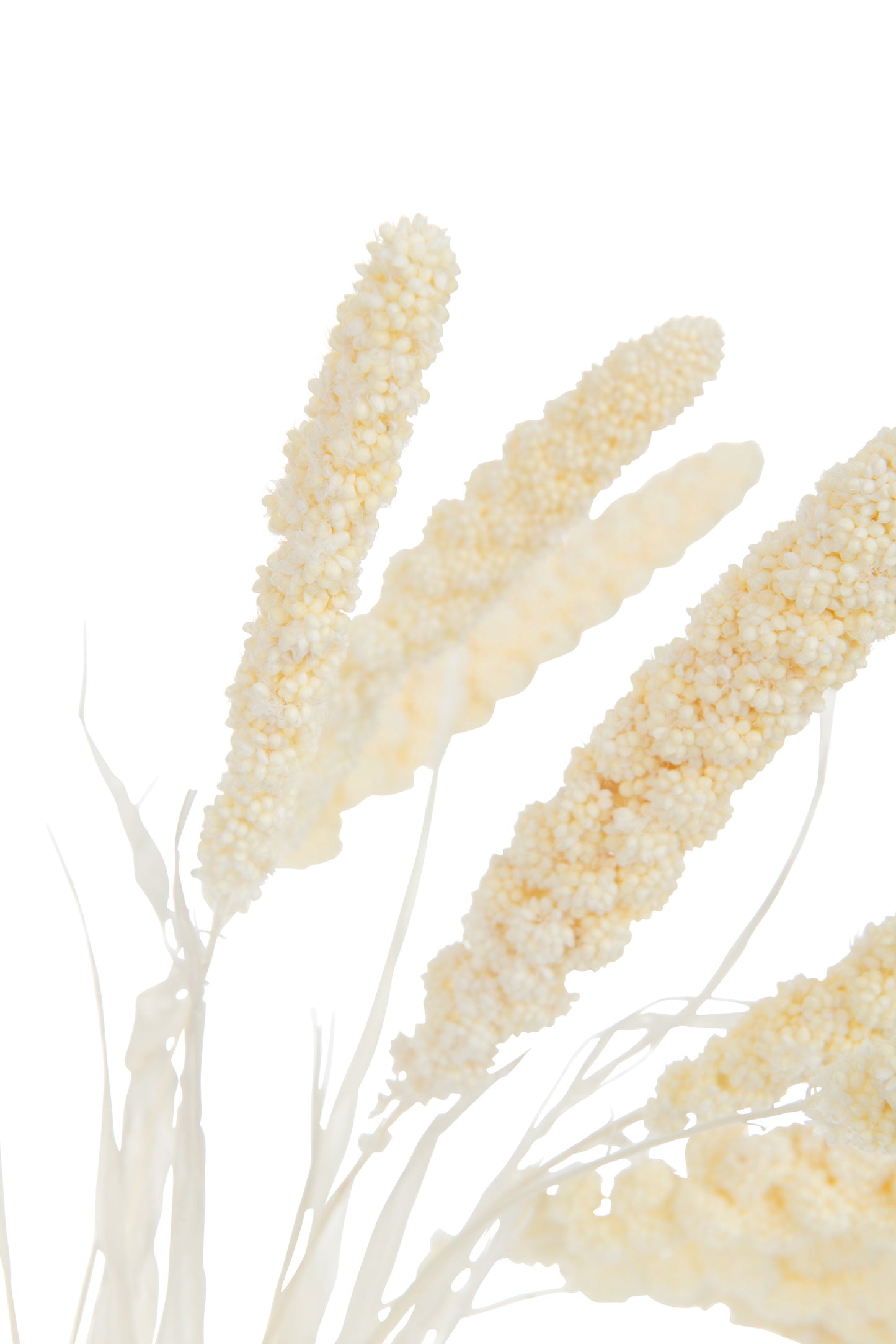 Bundle Dried Spray Millet Ecru