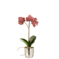 Orchidee In Pot Plastiek Cement Donker Roze Zilver