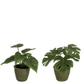 Philodendron Plastiek Groen Assortiment Van 2