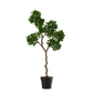 Japanese Fig Ficus Tree In Pot Plastic Green/Black Large